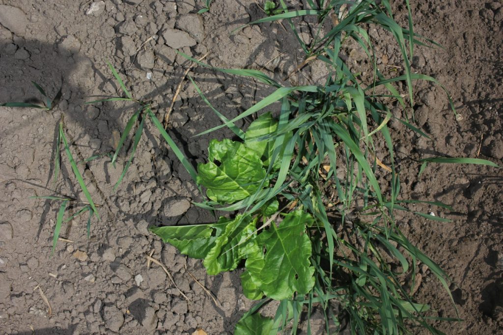 Sugarbeet rows imaged in a stripe field experiment