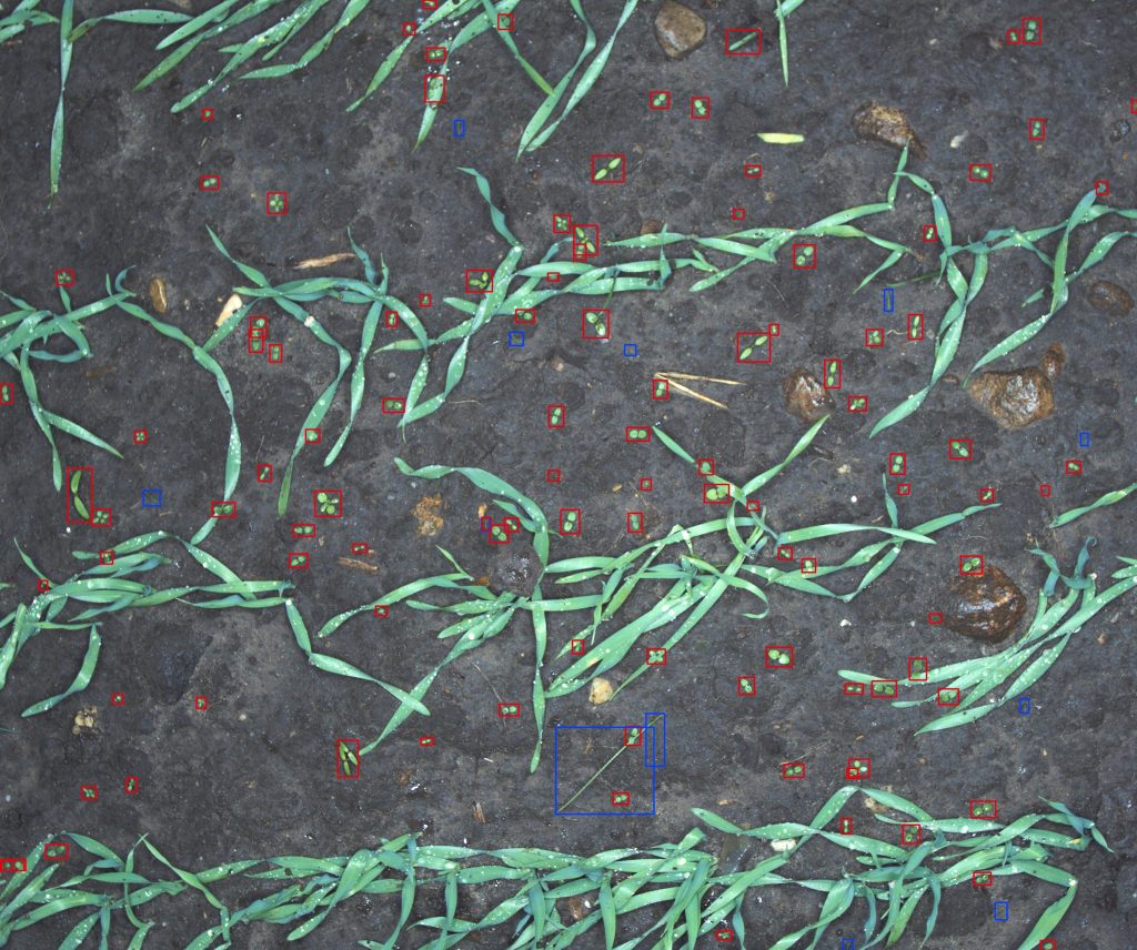 Weeds automatically detected and marked in a cereal field