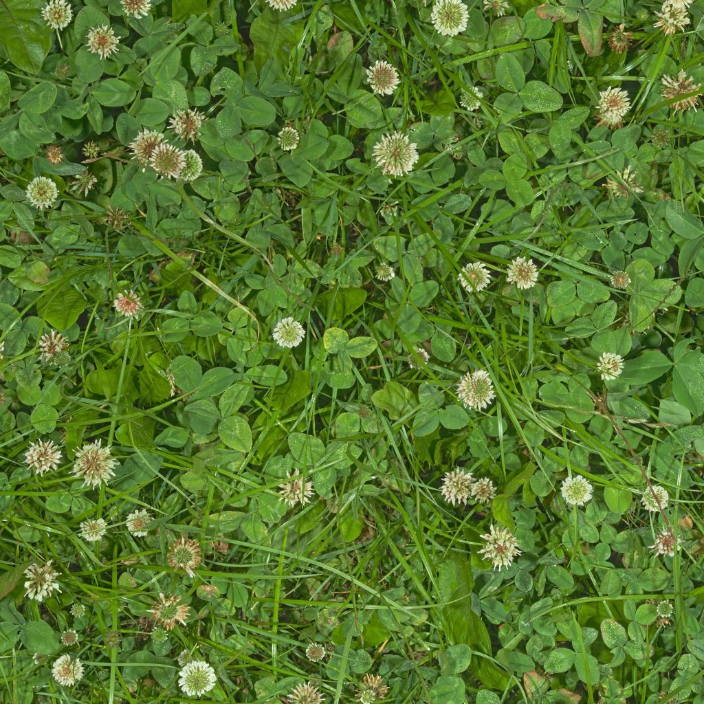 Grass and clover canopy, raw image