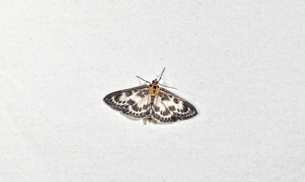 Moths photographed by the camera moth trap