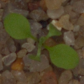 Hyrdetaske
