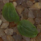 Burresnerre
