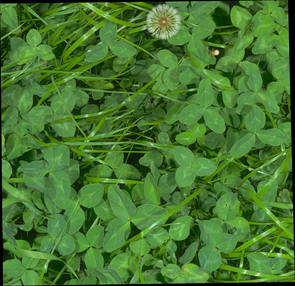 Grass-clover canopy image from the GrassClover dataset